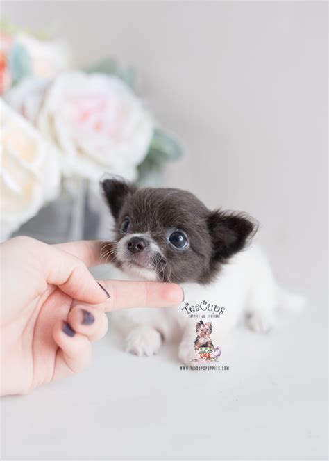 As long as they receive the attention and care they need, french bulldogs make wonderful, easy companions. Tiny French Bulldog Puppies | Teacups, Puppies & Boutique