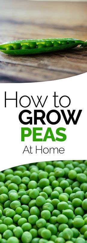 Learn How To Grow Peas In Your Garden At Home These Vegetable