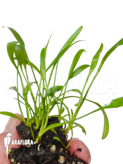 Please follow this link to find out more information about this plant. Araflora, exotic flora & mehr - Cryptocoryne x willisii