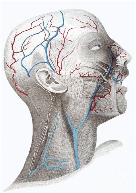 Face And Neck Anatomy Photograph By Microscape Science Photo Library