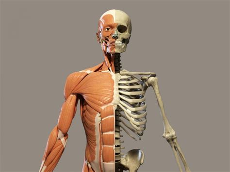 Major Bones In The Human Body What Are The Main Bones In The Human