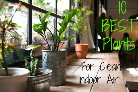 Top 10 House Plants For Clean Indoor Air The Healthy Home Economist