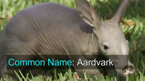 Aardvark Facts Animal Facts Encyclopedia