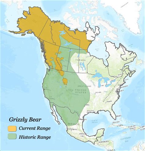 Saw Something In This Sub The Other Day About The Historic Grizzly Bear