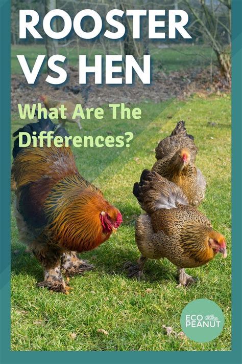 Rooster Vs Hen How To Tell The Difference Artofit