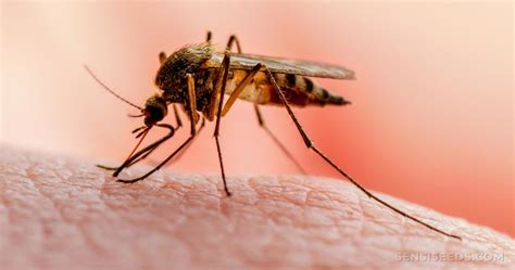 Malaria is a protozoan infection of the red blood cells, transmitted by the bite of a female anopheles mosquito. Can Cannabis Help Treat and Prevent Malaria? - Sensi Seeds