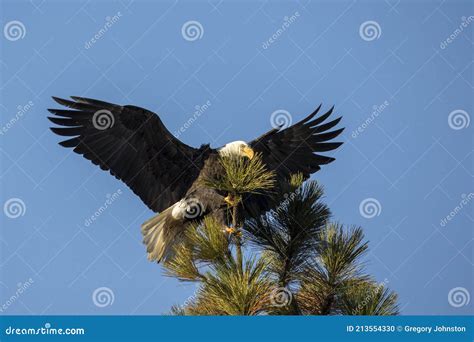 Bald Eagle Just Landing On A Tree Stock Photo Image Of Alene Beak