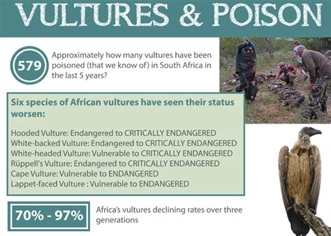 More Incidences Of Vulture Poisoning In South Africa Africa Geographic