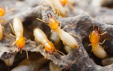 Cantu Pest And Termite A Guide To Termites In Katy And Addison Texas