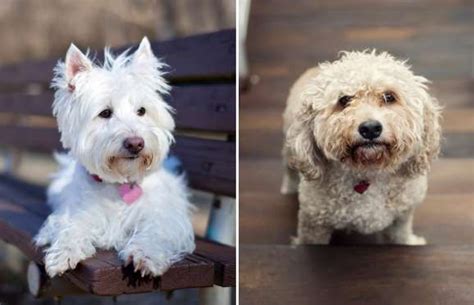 20 Small Dog Breeds That Are The Cutest Creatures On The Planet Dog