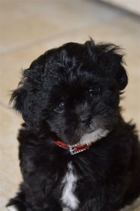 Charlie My Shih Poo Puppy Super Cute Dogs Shih Poo Puppies Puppies