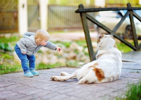 Los Ni Os Desconocen El Peligro De Acercarse A Un Perro Asustado