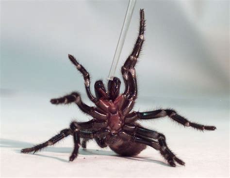 Fight Against Malaria Mutant Fungus Genetically Engineered With Spider