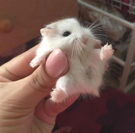 Chia sẻ với hơn về hình nền chuột hamster cute mới nhất coedo com vn