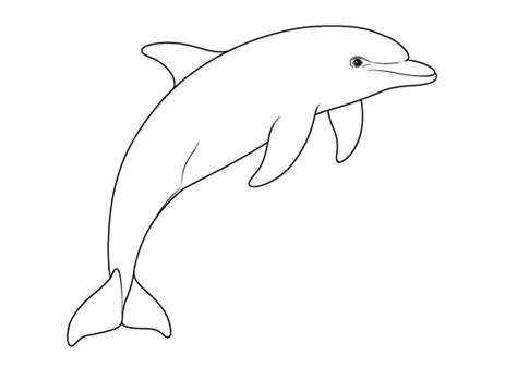 How To Draw A Dolphin Step By Step Easydrawingtips