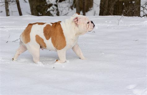 Dog Playing In The Snow Stock Image Image Of Winter 37209693
