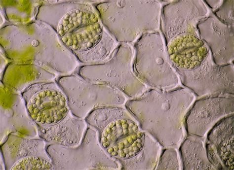 Stomata Microscopy Of Nature