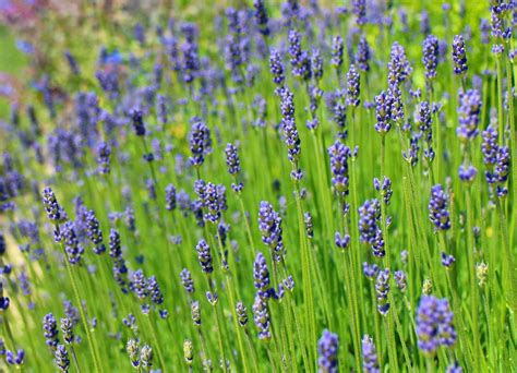 Düngung mit einem universaldünger kann in zweiwöchentlichem abstand erfolgen und beschleunigt das wachstum. Lavendel: Alles zu Sorten, Anbau & Pflege - Plantura ...