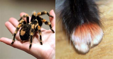 These Tiny Paws Of Spiders Are Just Too Cute Small Joys