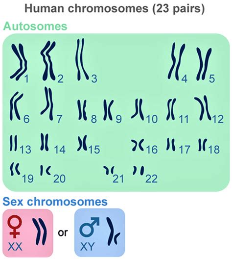 Dna Genetic Testing Types What Are Pros And Cons Of Genetic Testing