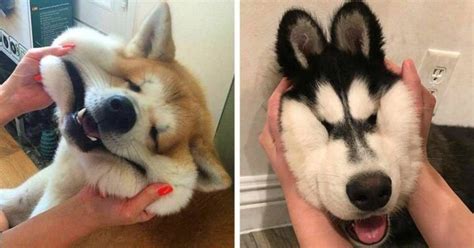 10 Pictures Of Cute And Funny Husky Facial Expressions Ohl