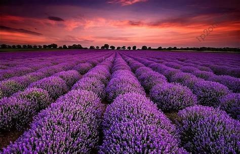 True English Lavender Lavender Plant