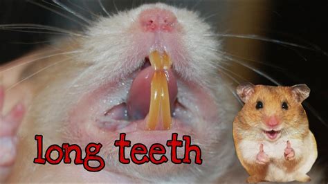 Hamsters Teeth 🐹🐹🐹 Youtube