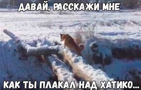 This Is A Fiasco Bro Cute Russian Shiba Dog Becomes Internet Meme