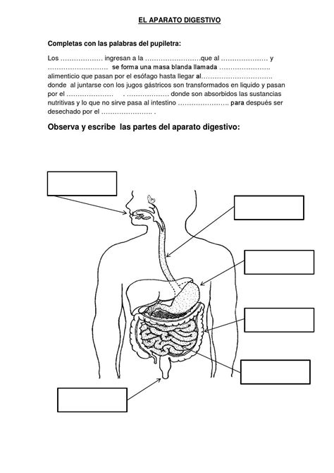 Ficha De Aplicaccion Del Sistema Digestivo Sistema Digestivo Para