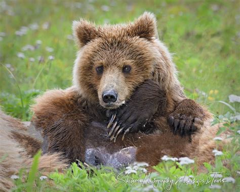 Grizzly Bear Cub Nursing Shetzers Photography