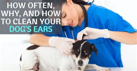 How Often Why And How To Clean Your Dogs Ears