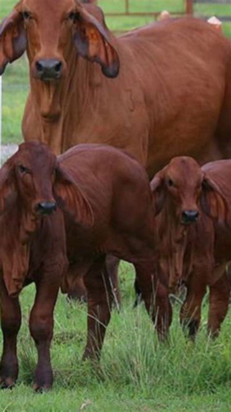 Red Brahman Cow And Calves Cow Pictures Animals Beautiful Cattle