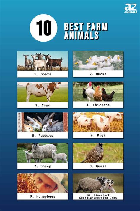 The 10 Best Farm Animals A Z Animals