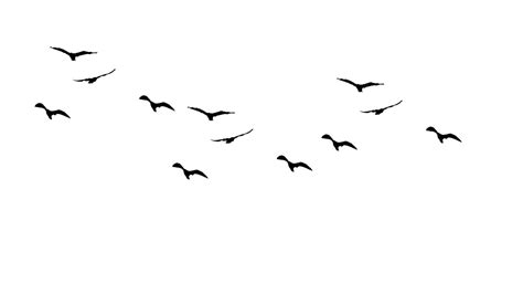 Bird Flight Gulls Drawing Birds Silhouette Bird Png Download 1167