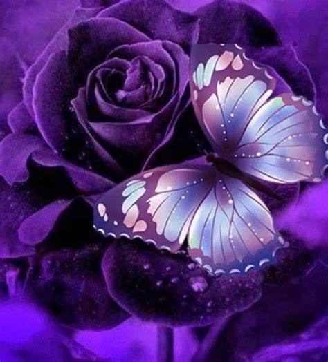 Pin By Christine Dollar On Purple Passion Purple Flowers Rose 