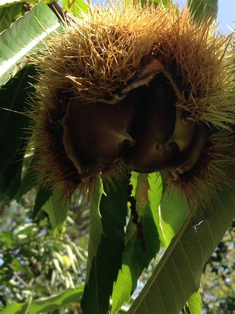 Perché rinunciare al qui trovi opinioni relative a spontanea fiori. Pin di Francesca De Angelis su Momenti | Animali selvaggi