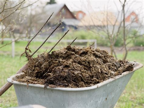Using Steer Manure For Vegetables And Lawns