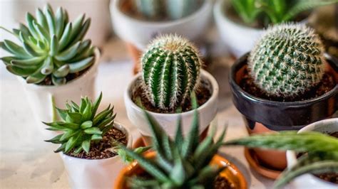 Dónde Ubicar Los Cactus En Casa Para Evitar Las Energías Negativas