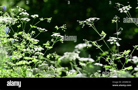 Wildflower Cow Parsley Anthriscus Sylvestris Stock Video Footage Alamy