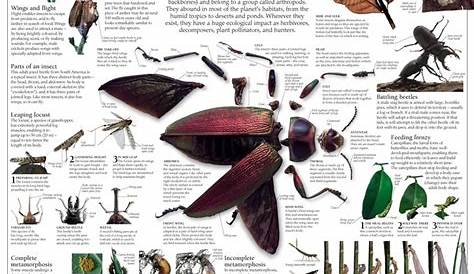 Insect wall chart (I want one) | Best Bug Shots | Pinterest | Insects