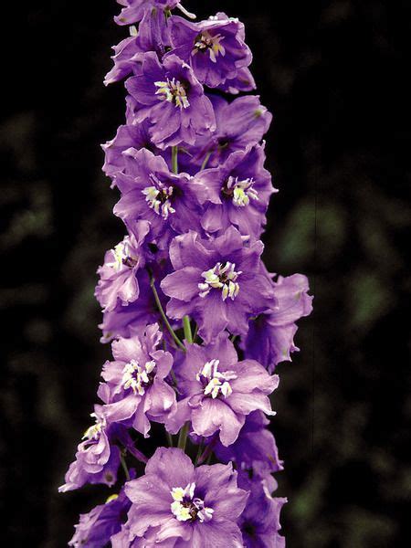 Delphinium Cultorum Lavender Perennial Larkspur Delphinium