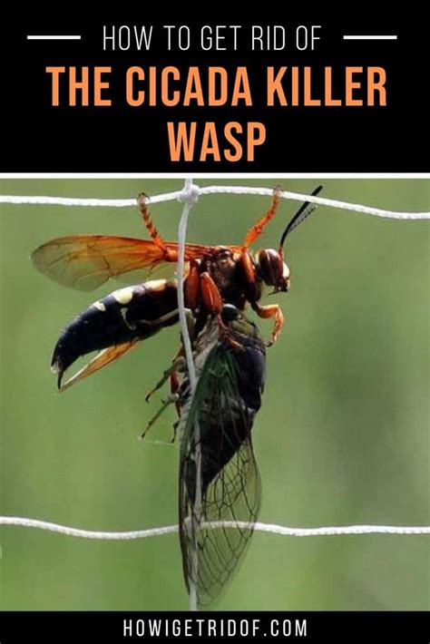 How To Get Rid Of A Cicada Killer Wasp How I Get Rid Of