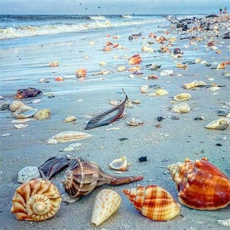 Fort Meyers Beach Florida Fort Myers Beach Sea Shells Shell Beach