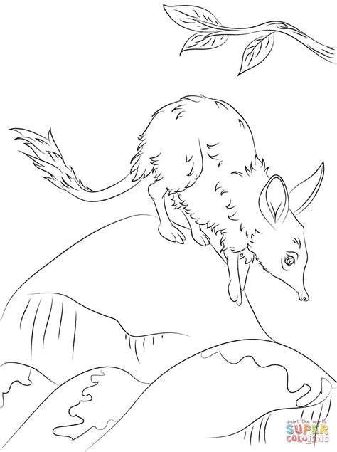 Bilby Coloring Page Coloring Pages