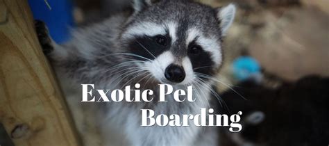 Exotic Pet Boarding Exotic Pet Wonderland Tennessee Animal Sanctuary