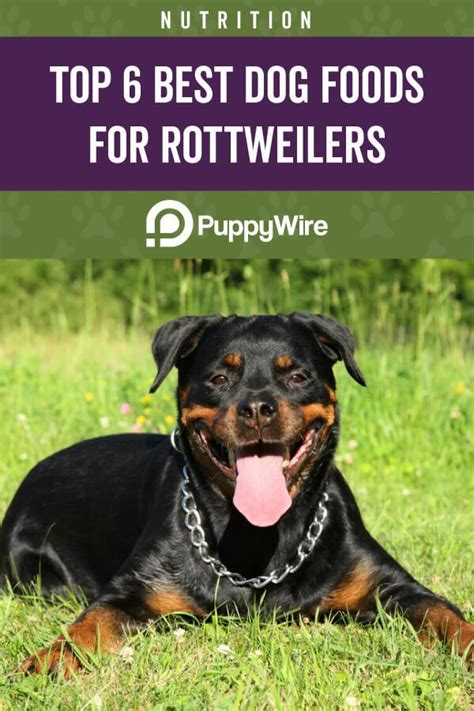 This canned food option is something that your dog will love. Best Dog Food for Rottweilers: (6 Recommended Picks in ...
