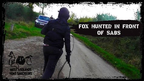 fox hunted in front of saboteurs youtube