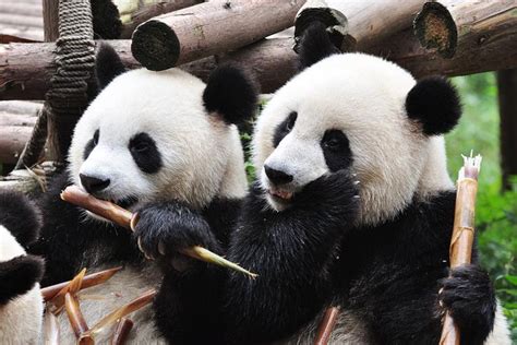 Private Tour Chengdu Sightseeing With Panda Breeding Center Visit 2022