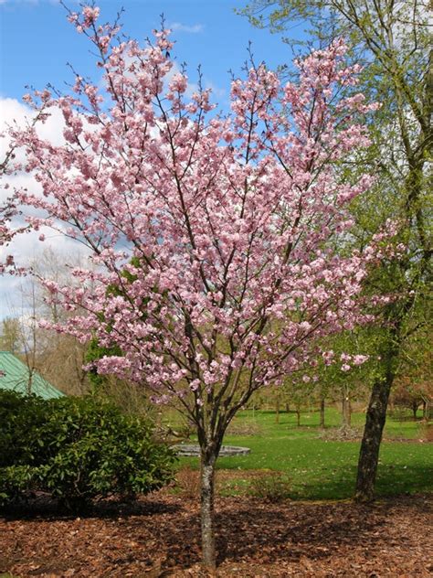 Prunus Sargentii Pink Flair Flowering Cherry Siteone