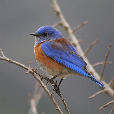 40 Beautiful Pictures Of Blue Birds Tail And Fur Blue Bird Pet